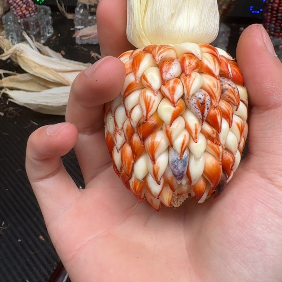 柏香籽/百香籽吊坠?****y