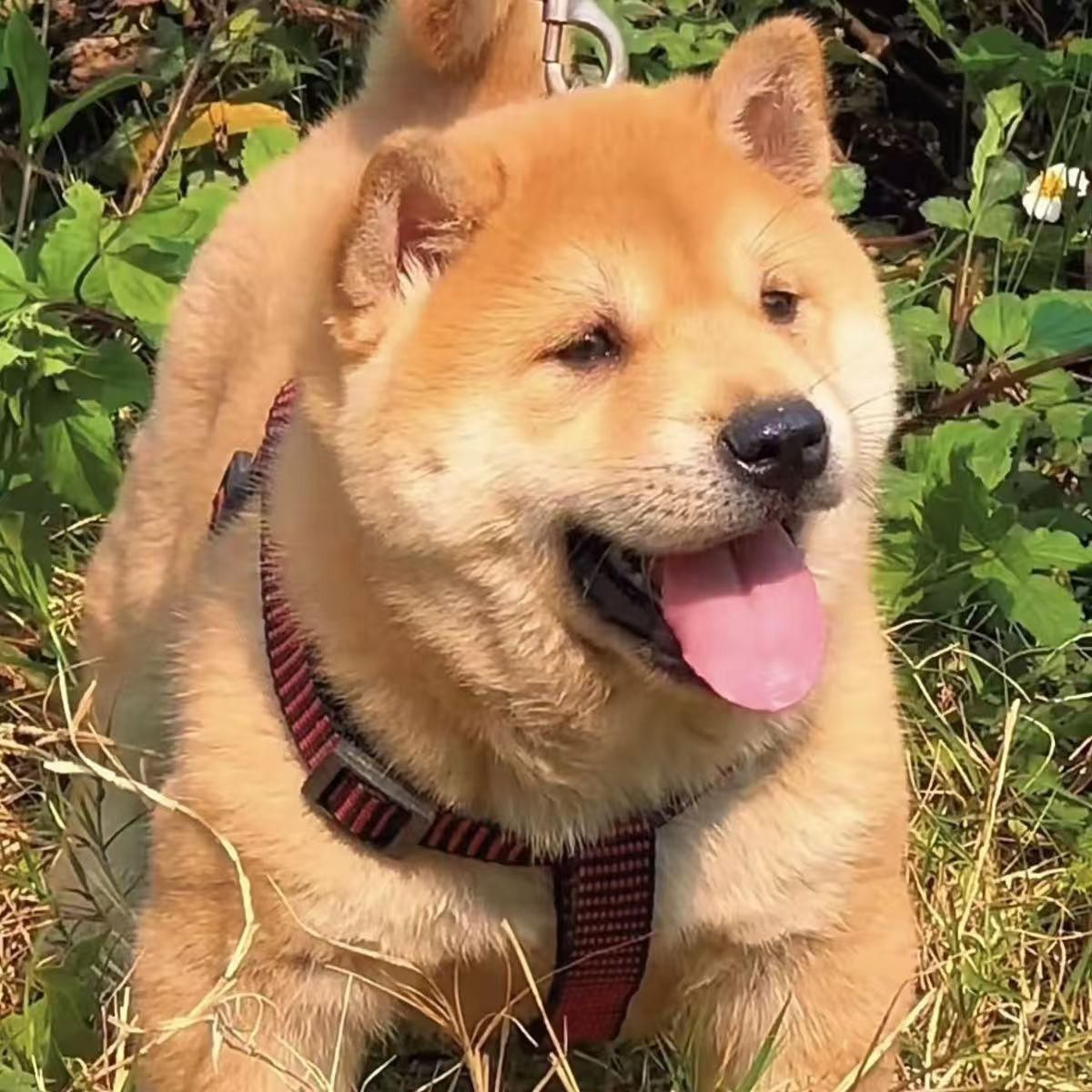 中华田园犬幼犬黄狗白面看家护院可爱宠物狗