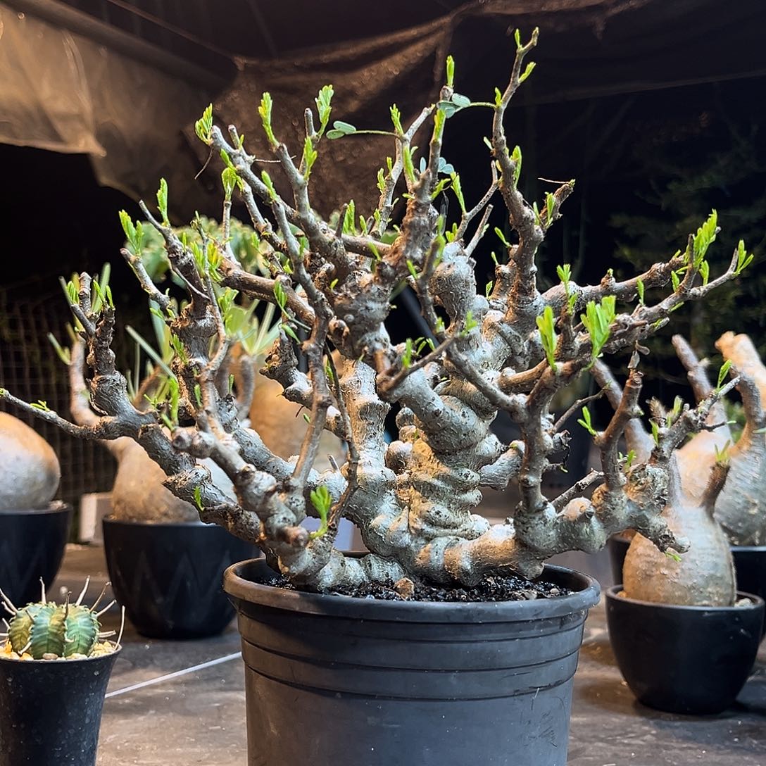 念珠苏木6699966669999999