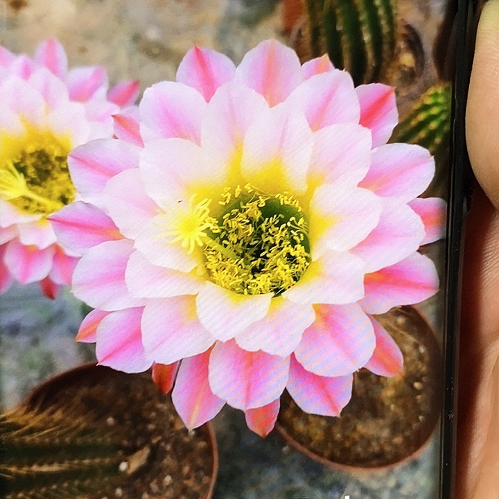 毛 曙光/侧芽歪20包邮/