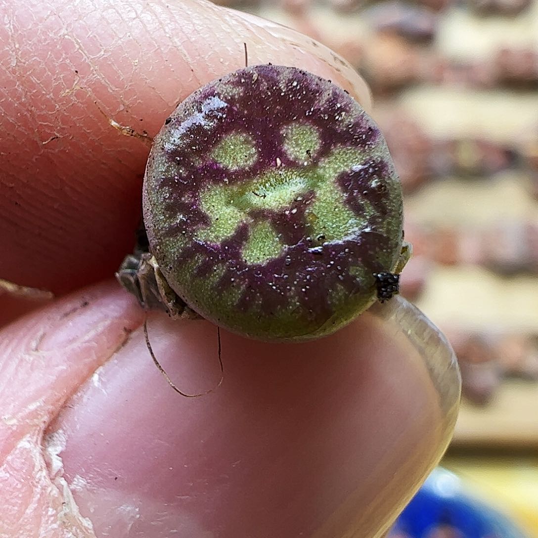 毛杂一颗包邮………尺寸小 07