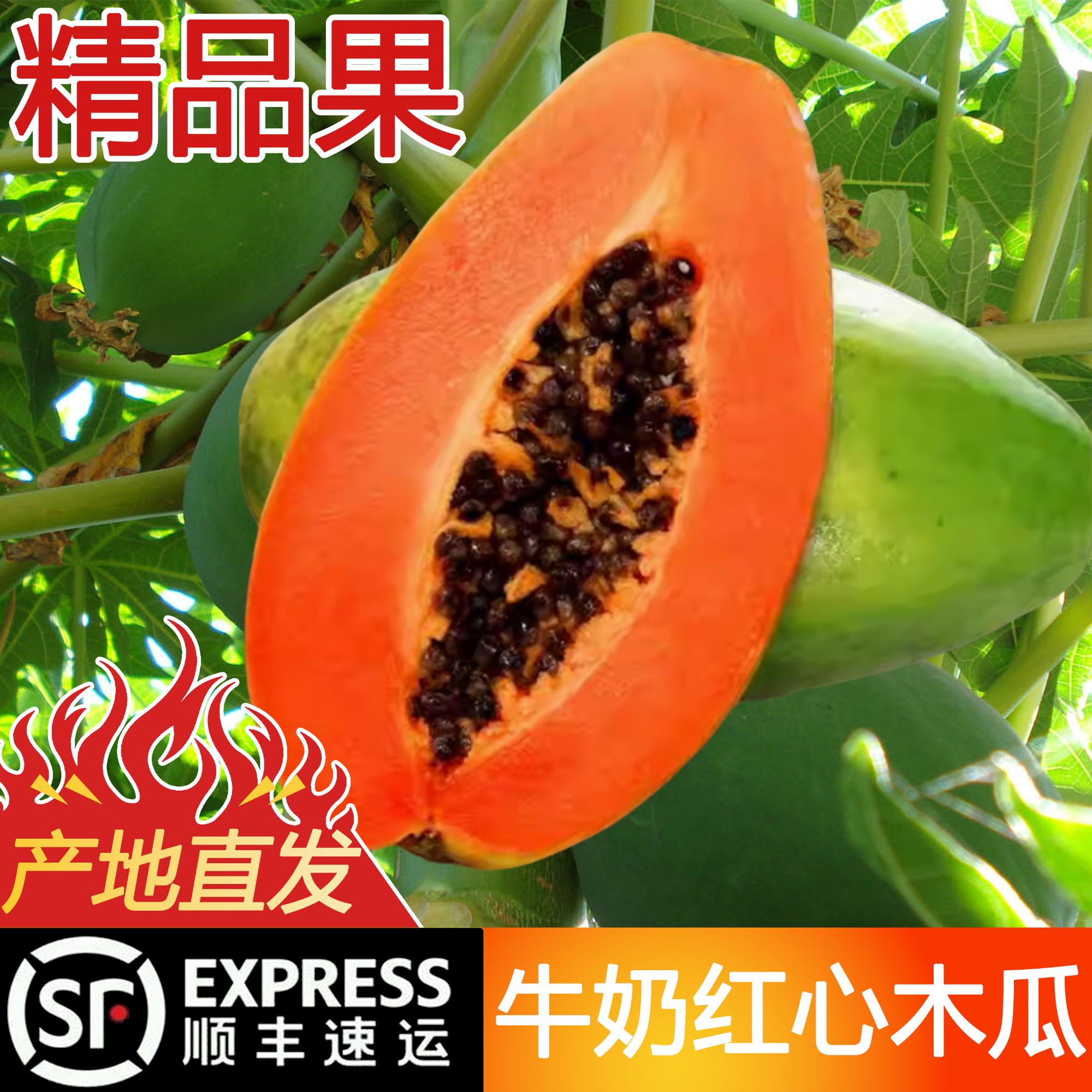 《顺丰包邮》云南树上熟红心冰糖牛奶孕妇木瓜当季水果新鲜采摘现发