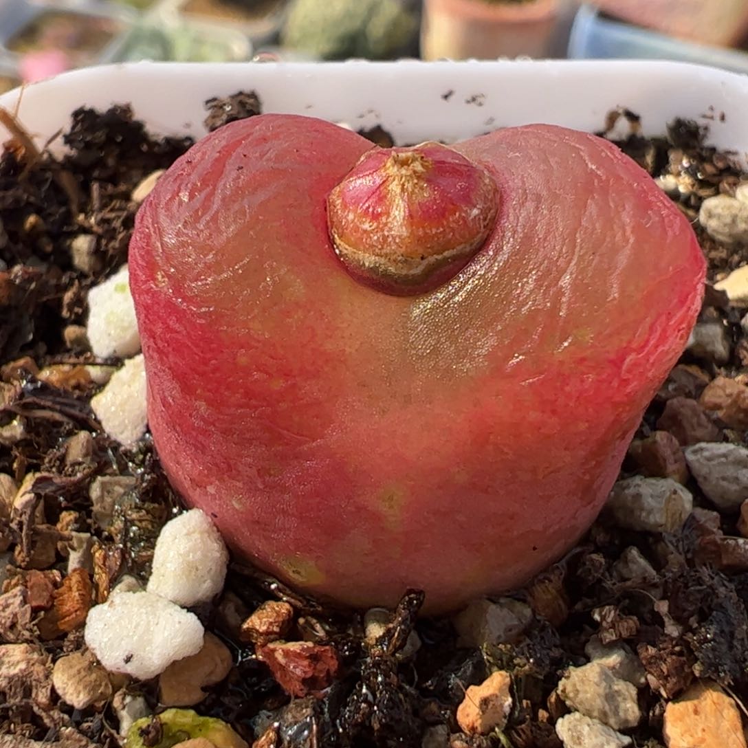 741多肉植物组合