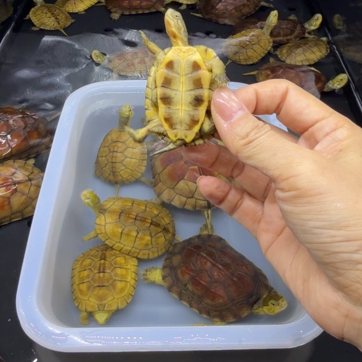 交***线宠物龟母背甲5厘米