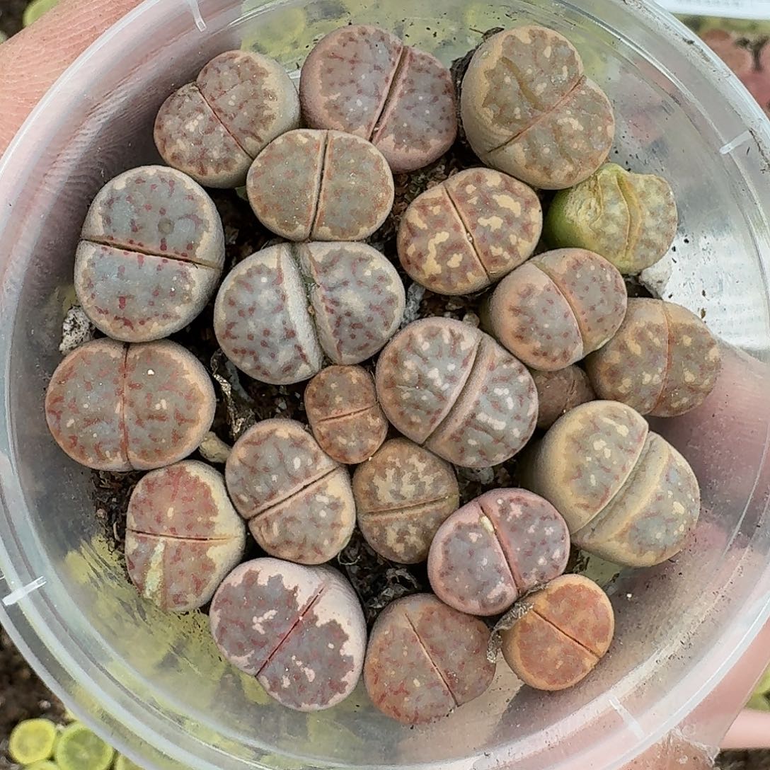 1996 哈哈哈哈哈哈哈哈