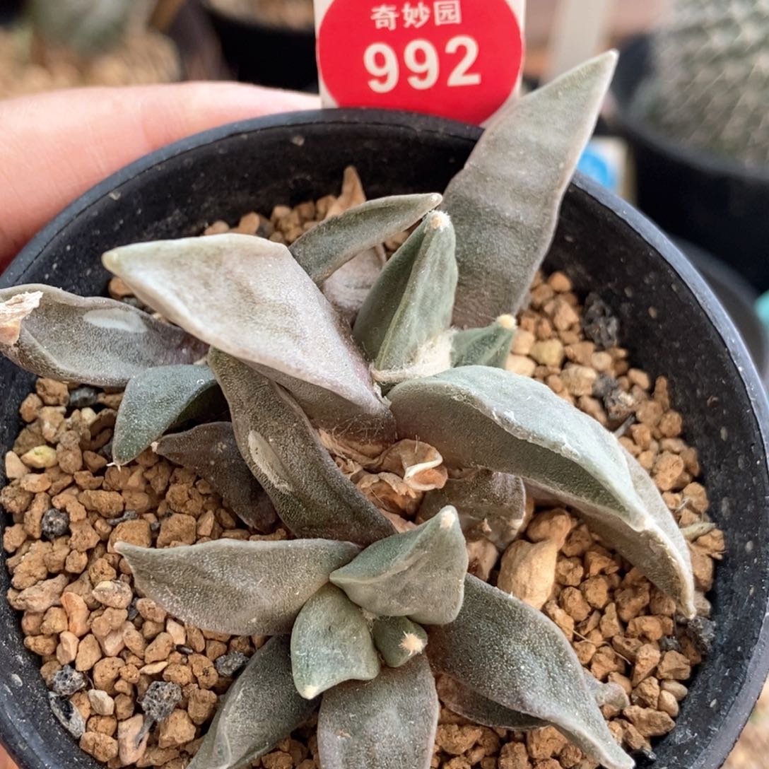 实生牡丹群一颗仙人球