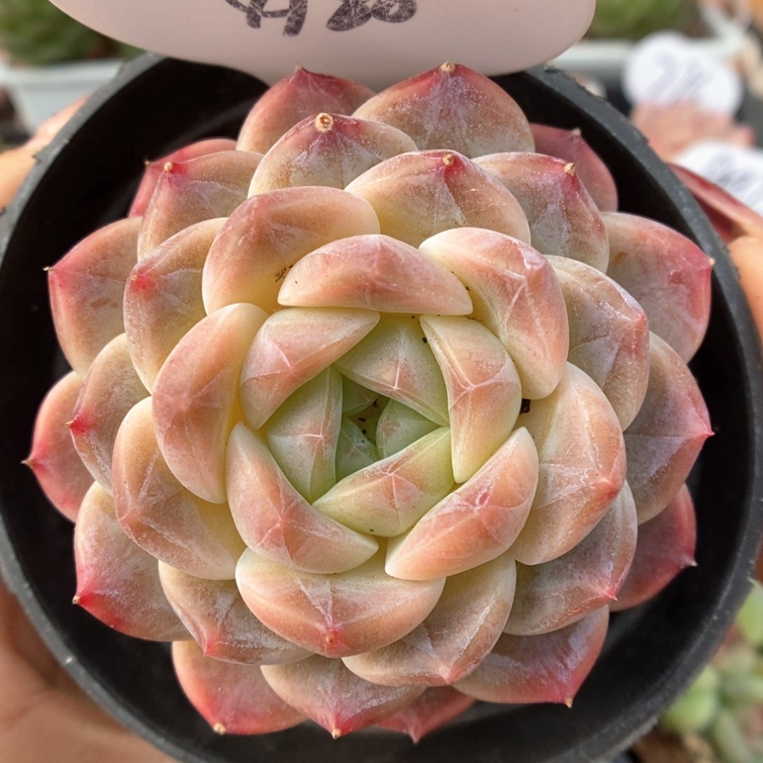 巧克力冰魄可拍4188号。 