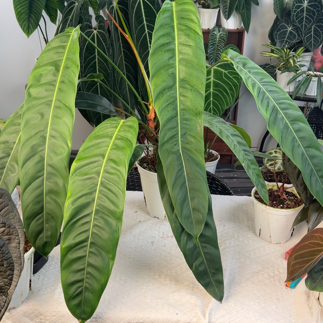 完全开放超大原种Pp叶长61