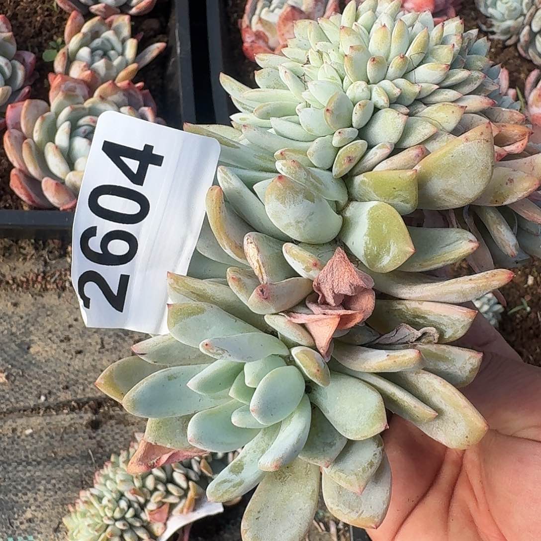 刘***肉Q2838838383838383833838