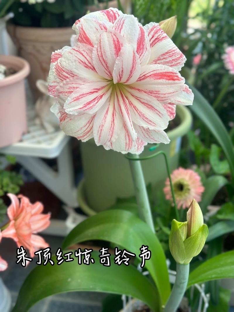 惊奇铃声 重瓣朱顶红种球大花浓香四季开花观花植物盆栽