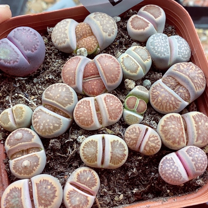 我的小姐姐们都是我的504