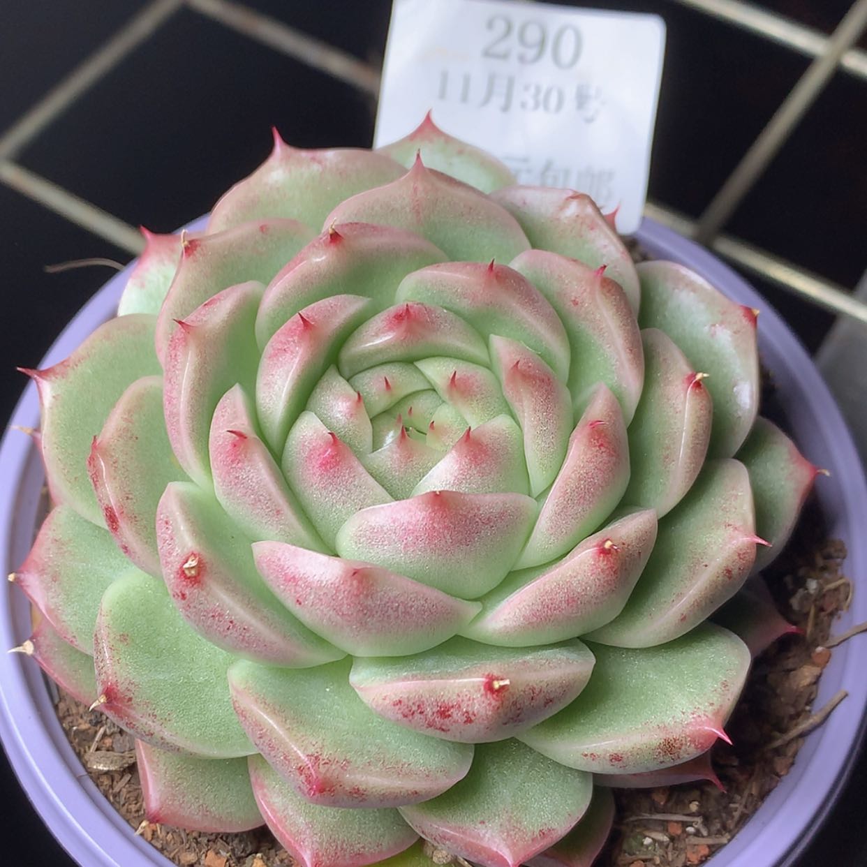 【闪购商品】云290号