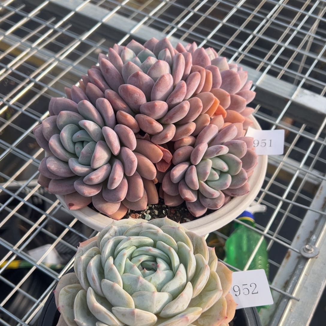 寄*1951 1952肉肉肉肉肉肉肉肉