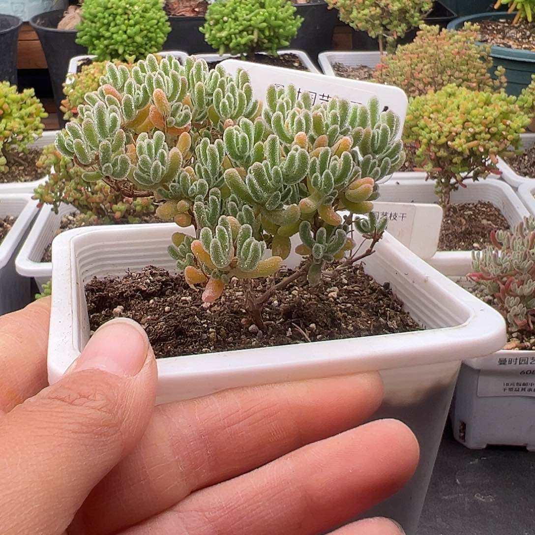 716号粉冰晶12.21多肉