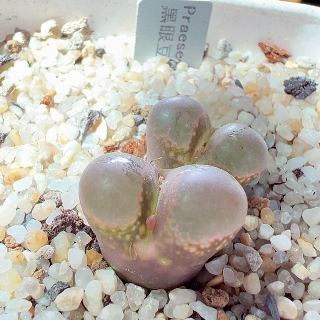 1221-236多肉多日黑眼豆豆