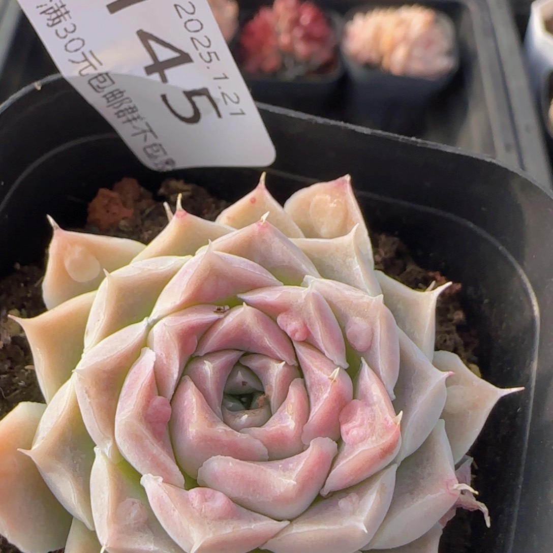 牵牛花杂阿尔巴单头一颗