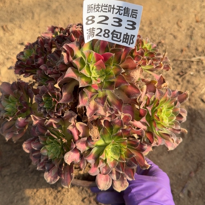 8233二号棚韶华多肉A