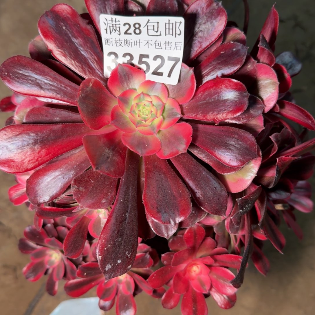 33527美杜莎多肉植物