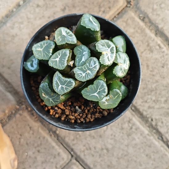 雷光一颗多肉植物原