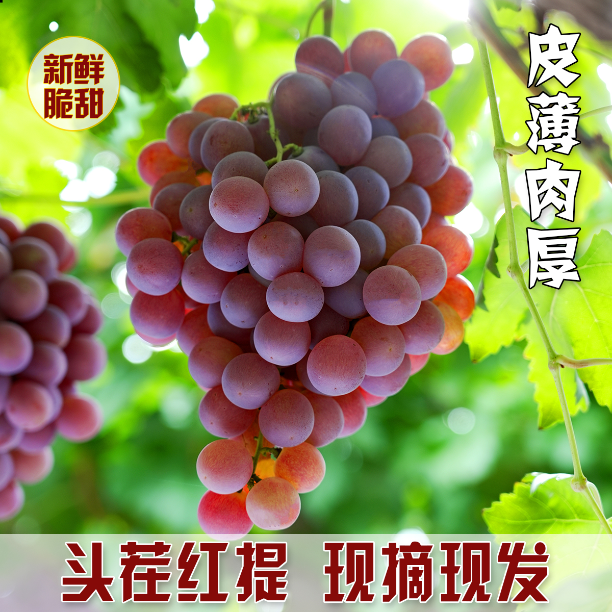 【顺丰包邮】红提葡萄新鲜现摘当季水果浓香脆甜山西运城孕妇儿童