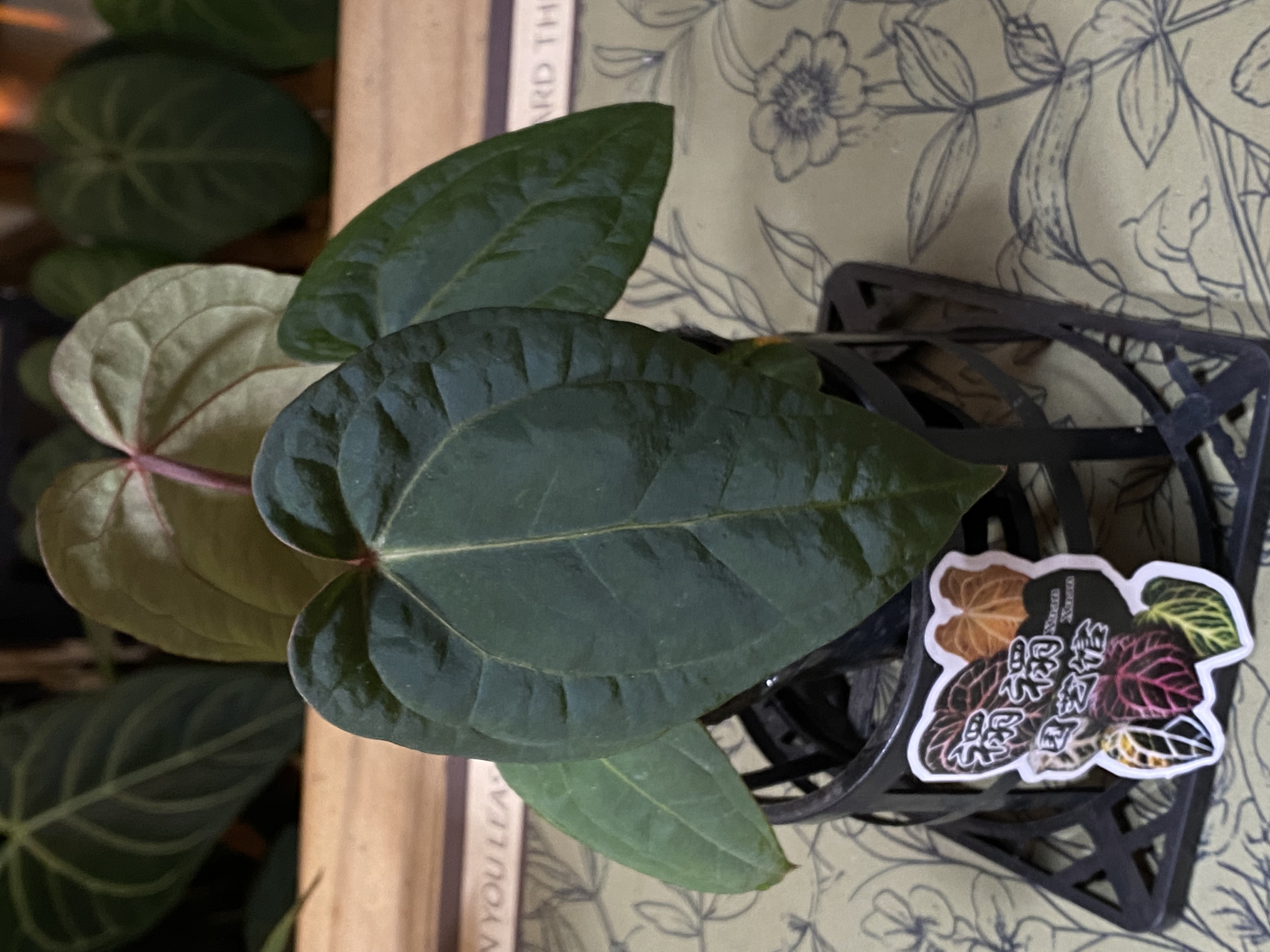 红脉黑凤凰籽播苗80杯（老叶微瑕疵0568）