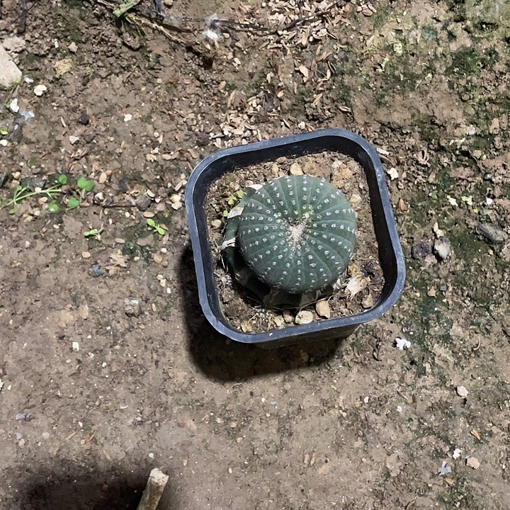 十***一士童一个仙人球带根大个