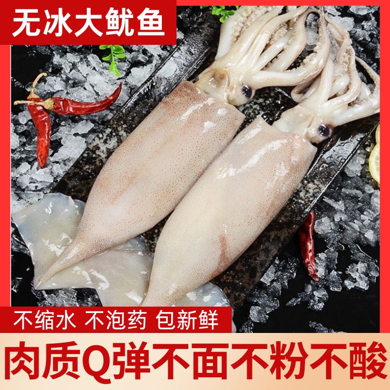 本地无冰大鱿鱼海鲜水产鱿鱼须生鲜活冷冻大小长笔管钓生鲜章鱼足