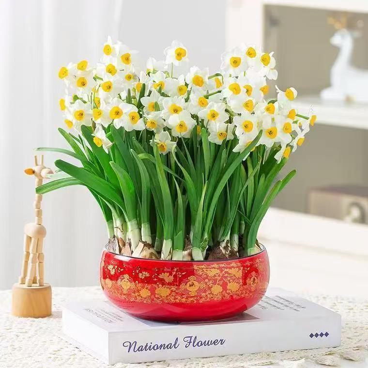 【年宵花种球】漳州水仙种球水养盆栽四季开重瓣花卉植物室内花绿植