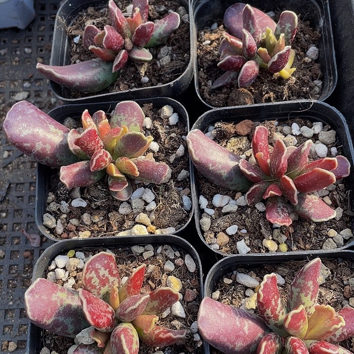 紫库博带盆土发货