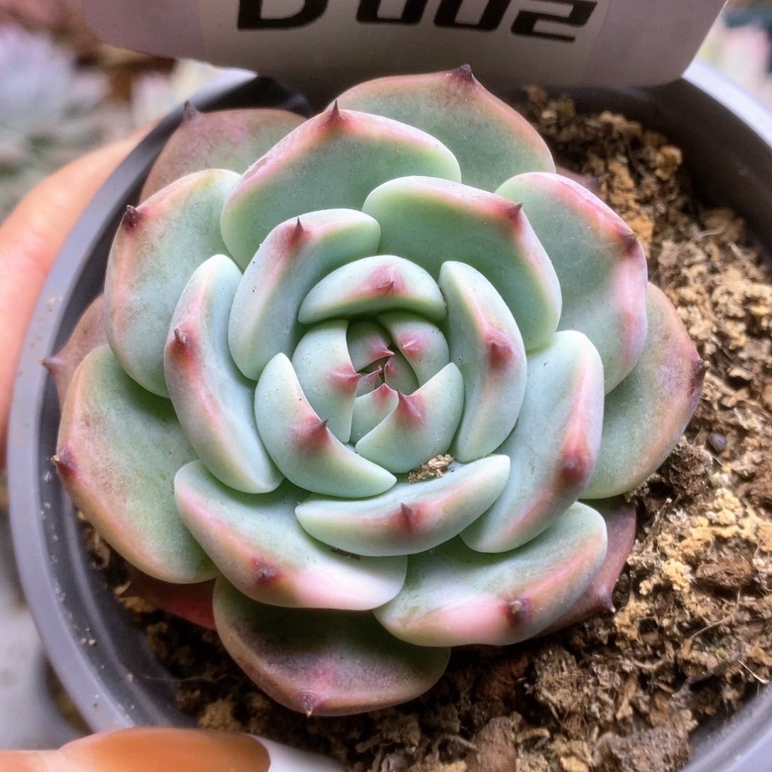 002锦锦锦锦锦锦锦