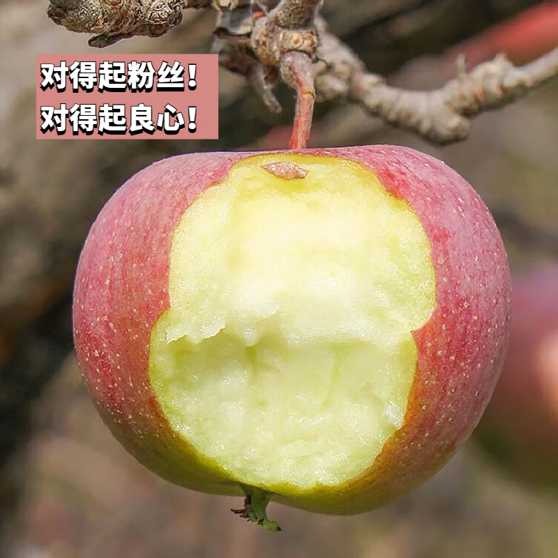 【老树国光】酸甜口感 味道浓 酸酸甜甜 老味道 国光苹果 1斤北京市