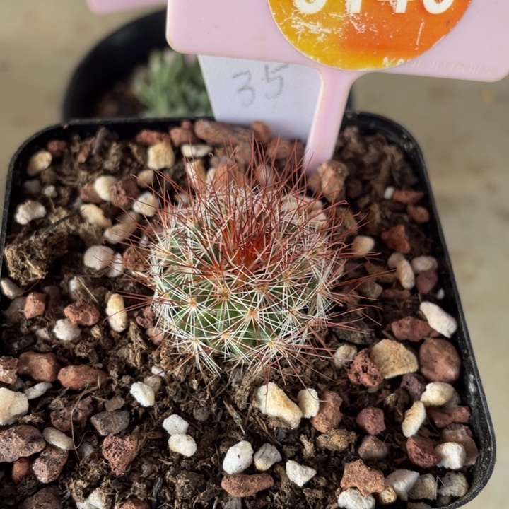 微****实生马库斯31460000000