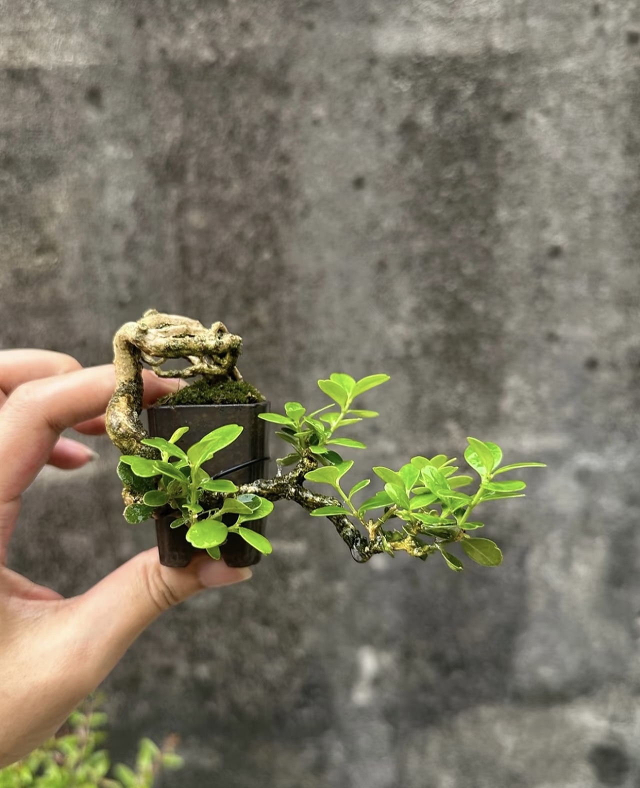 珍珠黄杨盆景盆栽