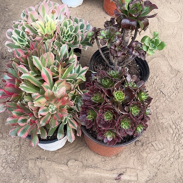 713多肉植物组合，