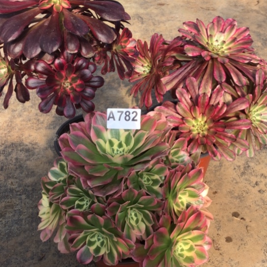 法师多肉植物幸**家法师782