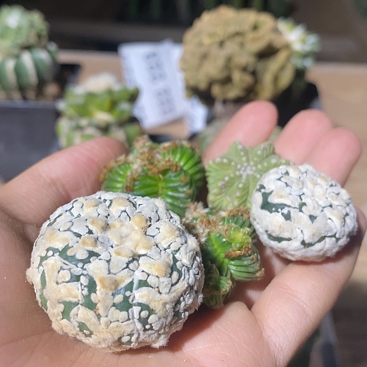 狗***爹5颗哈哈哈哈哈哈哈哈