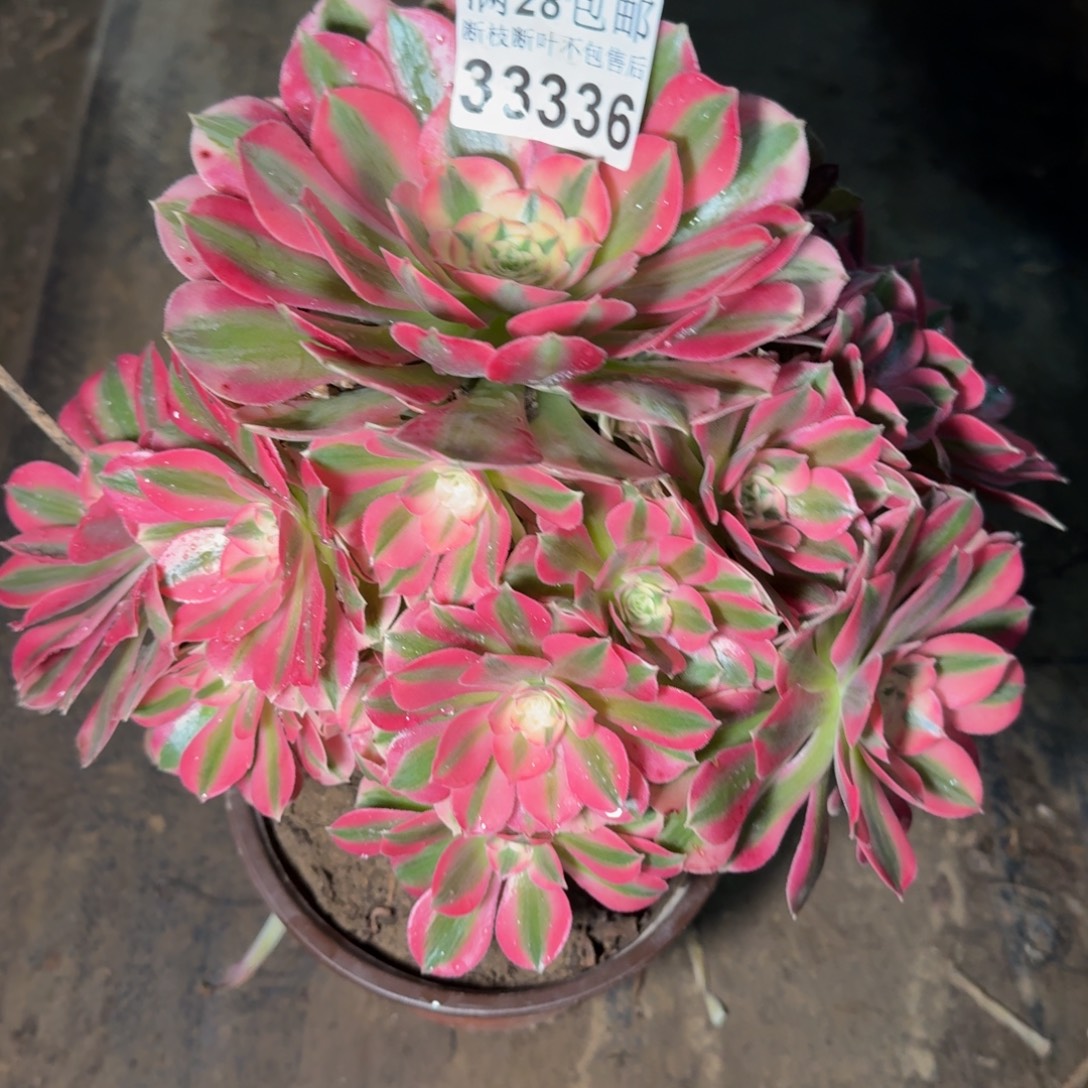 33336女巫多肉植物