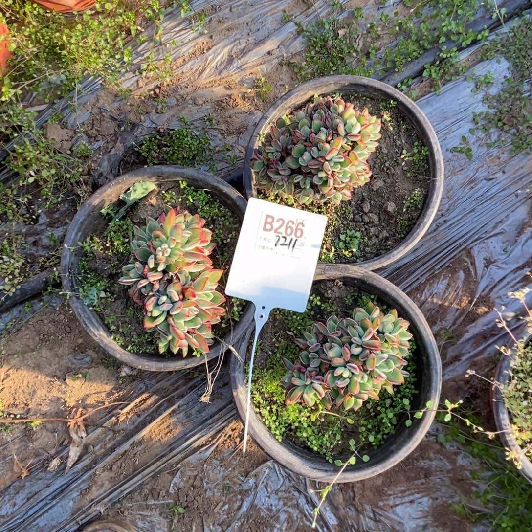 小***劉B266红兔耳三颗干伤处理