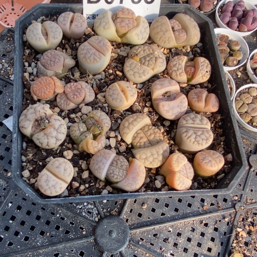 0753直播间一物一拍