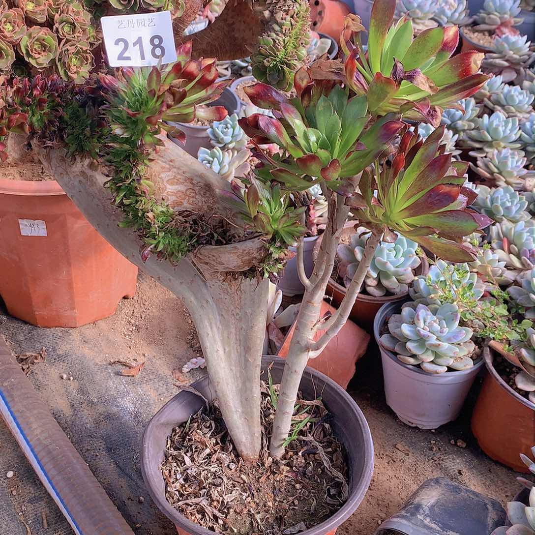 黑法师黑法师218号