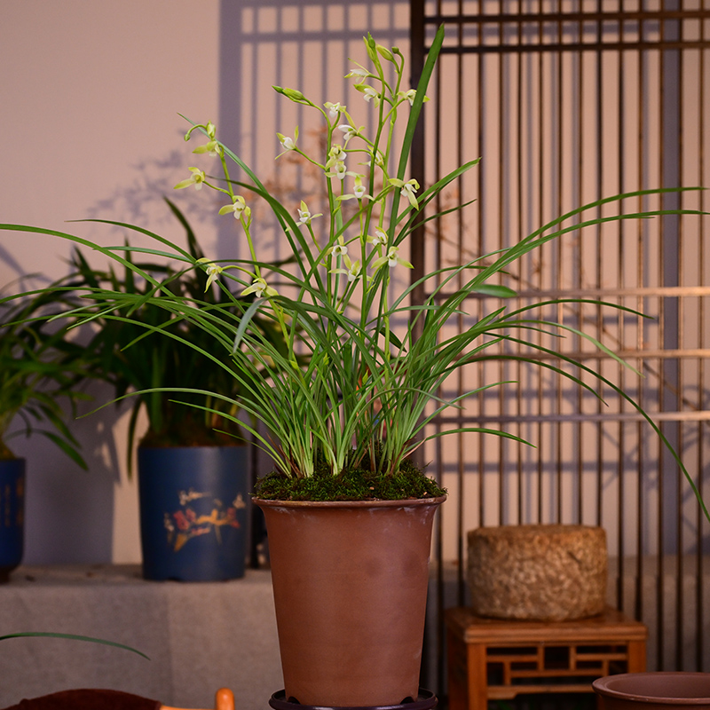 建兰【清风翠素】高端紫砂盆栽好种好 室内外易养活盆栽