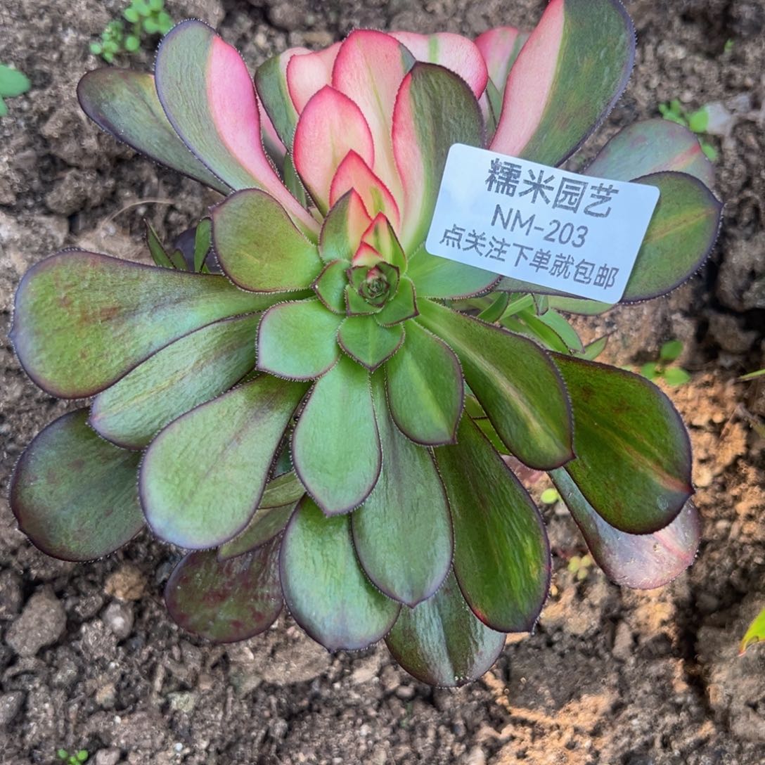 花脸多肉植物203