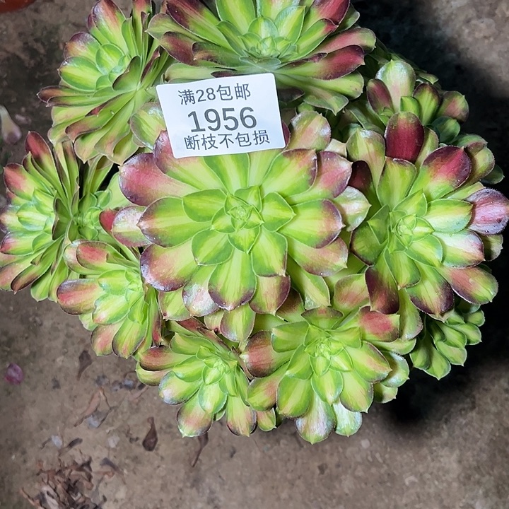 1956韶华多肉植物