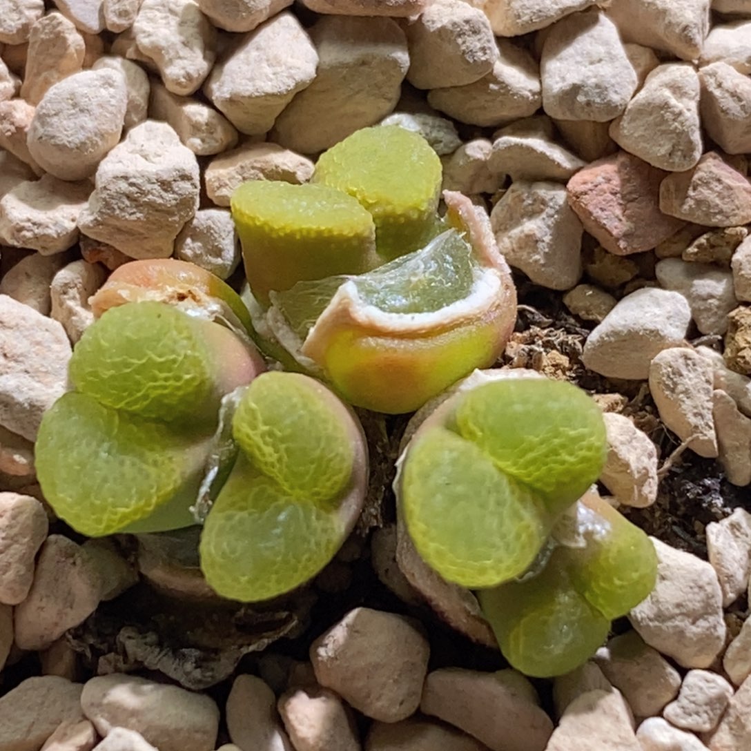 好看好看江南1453.9粉樱