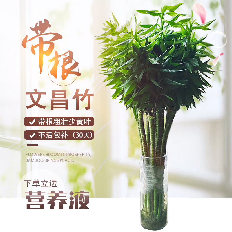 龙竹转运富贵竹水培植物节节高室内观音竹子盆栽客厅水养带根粗杆