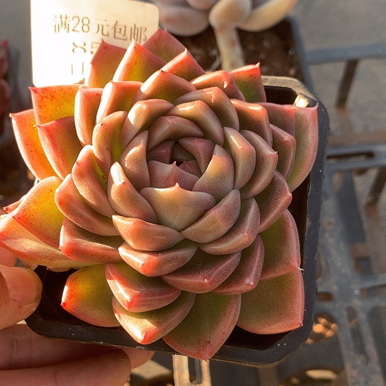 【闪购商品】云854号8麦秆