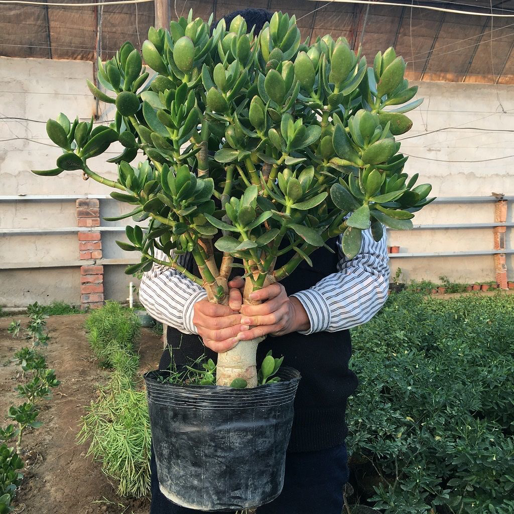 老桩玉树盆栽多肉