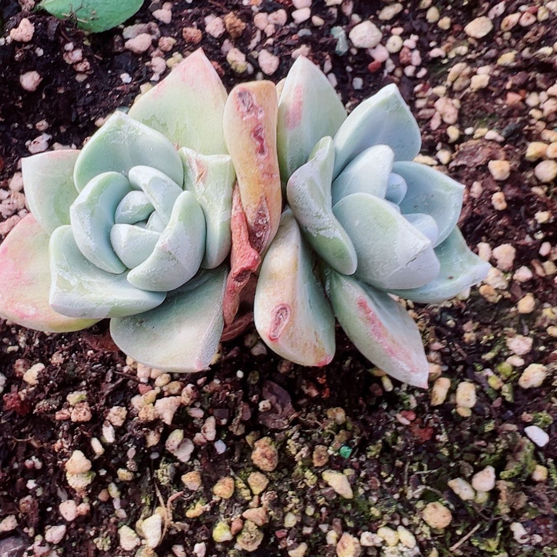 9028泡西弗洛拉苹果叶