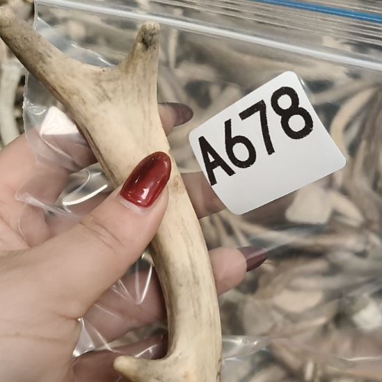 菜***羊鹿角鹿角鹿角鹿角鹿角