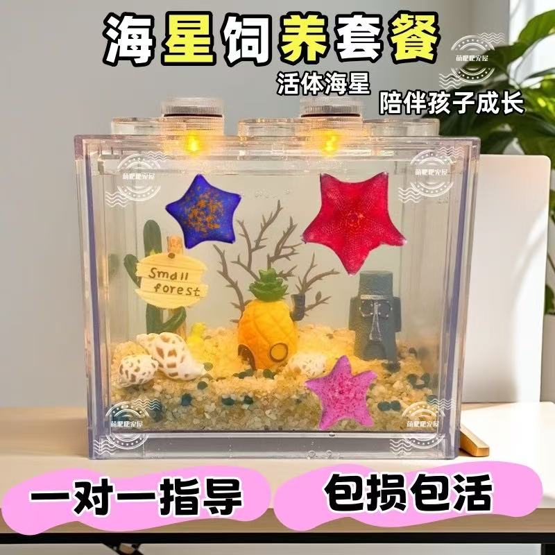 海星饲养套餐桌面观赏宠物懒人饲养套餐迷你小型礼物